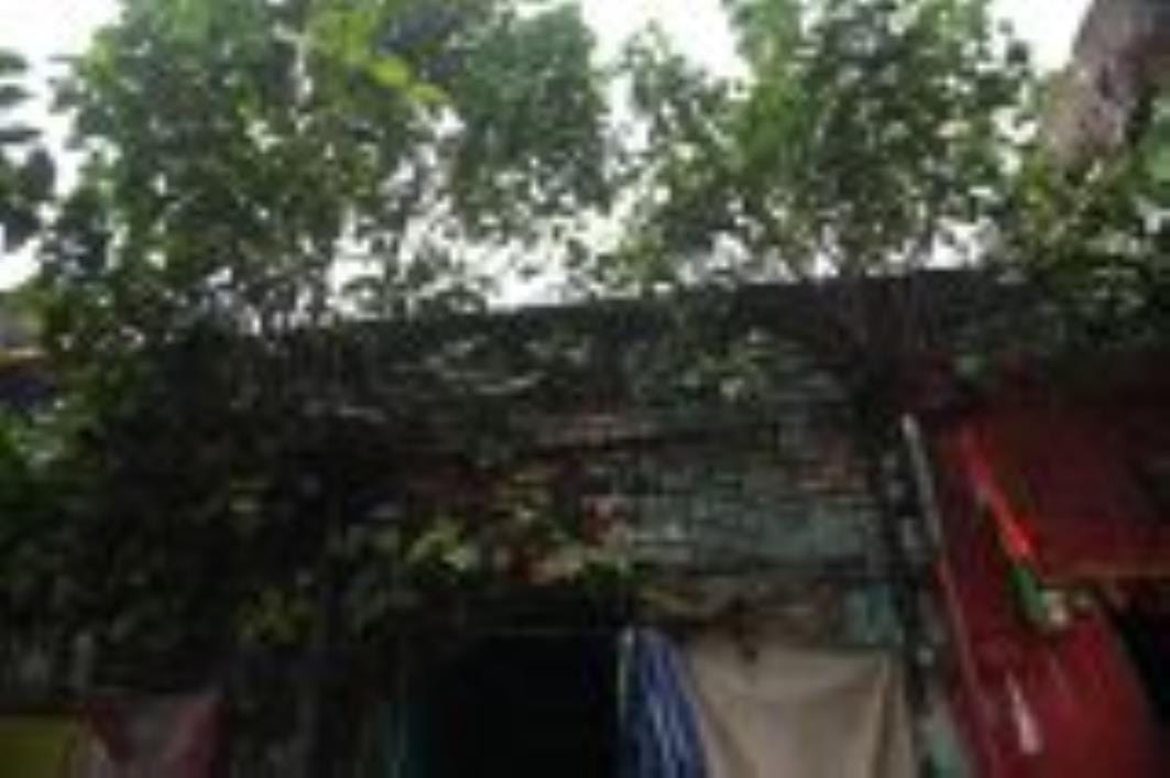 कैसरबाग में इसी स्थान पर गिरा था पेड़। लोगों ने बताई परेशानी। कैसरबाग में इसी स्थान पर गिरा था पेड़। लोगों ने बताई परेशानी।