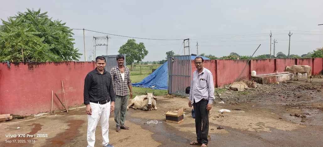 ट्रक से गौवंश बरामद