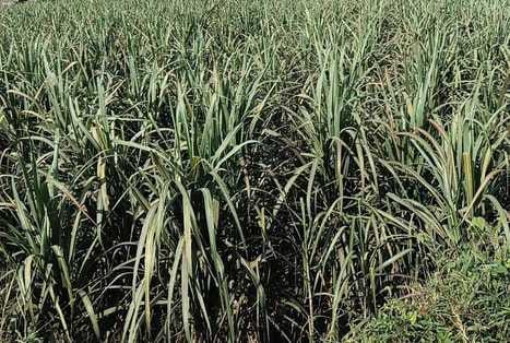 चौसाना के भड़ी मुस्तफाबाद में ध्वस्त ठोकर नंबर एक और आसपास की कटी जमीन । संवाद