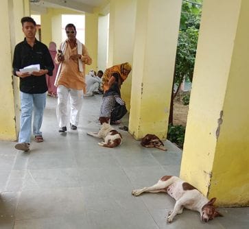 जिला अस्पताल में घूमते आवारा कुत्ते। संवाद जिला अस्पताल में घूमते आवारा कुत्ते। संवाद