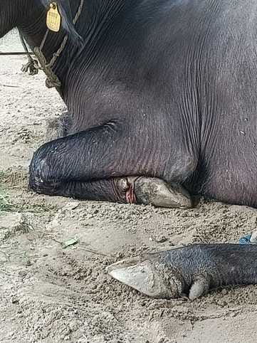 अजय यादव