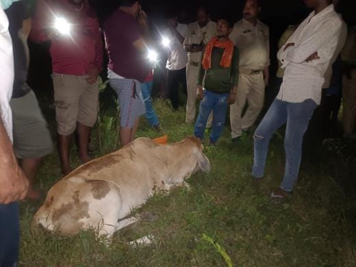 जंगल में बेसुध मिलीं गायें।