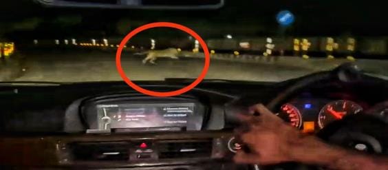 कैंट इलाके में नाइट विजन सेंसरयुक्त कैमरे लगाते वन कर्मी एवं तेंदुआ दिखने के वायरल वीडियो का स् कैंट इलाके में नाइट विजन सेंसरयुक्त कैमरे लगाते वन कर्मी एवं तेंदुआ दिखने के वायरल वीडियो का स्