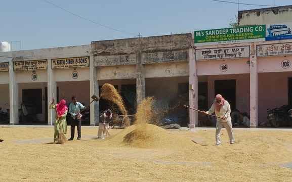 अनाज मंडी में धान की जांच करती वेयरहाउस अधिकारी ज्योति अग्रवाल साथ में मंडी सचिव आशा कुमारी। स अनाज मंडी में धान की जांच करती वेयरहाउस अधिकारी ज्योति अग्रवाल साथ में मंडी सचिव आशा कुमारी। स
