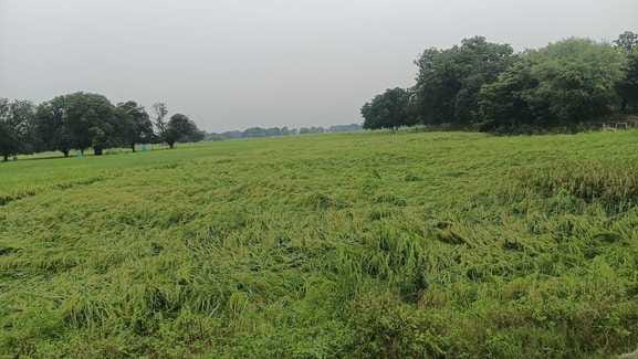 आंधी और पानी के चलते जवई पडरी गांव में गिरी धान की फसल। संवाद आंधी और पानी के चलते जवई पडरी गांव में गिरी धान की फसल। संवाद