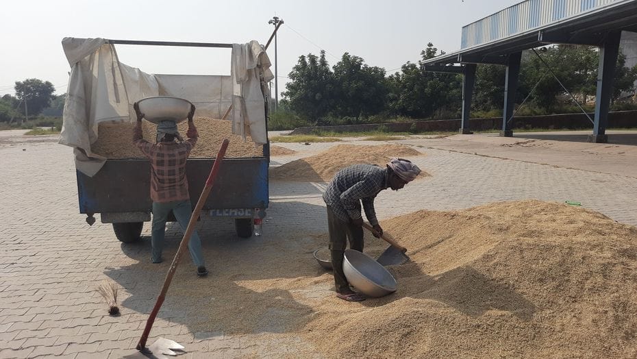 फोटो 20: सोनीपत की नई अनाज मंडी में बिना इलेक्ट्रॉनिक कांटे से धान की तौलाई करते मजूदर। संवाद फोटो 20: सोनीपत की नई अनाज मंडी में बिना इलेक्ट्रॉनिक कांटे से धान की तौलाई करते मजूदर। संवाद