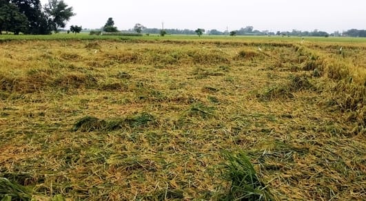 अंटा चौराहा पर बारिश से बचाने के लिए सामान को रैनकाेट के अन्दर रखकर जाती महिला। संवाद