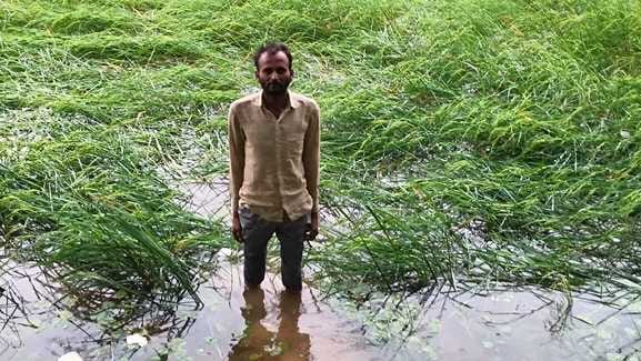 फोटो- 23 धान की गिरी फसल दिखाता किसान। संवाद फोटो- 23 धान की गिरी फसल दिखाता किसान। संवाद