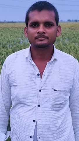 फोटो- 23 धान की गिरी फसल दिखाता किसान। संवाद फोटो- 23 धान की गिरी फसल दिखाता किसान। संवाद