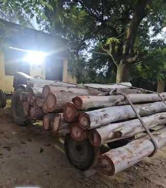 सरधना। घायल वन दारोगा। स्वयं सरधना। घायल वन दारोगा। स्वयं