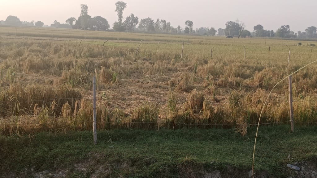 मिर्जापुर में रामगंगा नदी के कटान से बचने के लिए लगाए जाते बंबू। स्रोत : जागरूक पाठक मिर्जापुर में रामगंगा नदी के कटान से बचने के लिए लगाए जाते बंबू। स्रोत : जागरूक पाठक