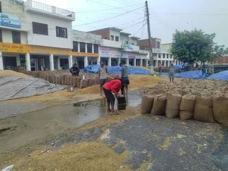 कुरुक्षेत्र बारिश के चलते थानेसर आनजमंडी की नालियों में इस तरह बहती रही धान। संवाद कुरुक्षेत्र बारिश के चलते थानेसर आनजमंडी की नालियों में इस तरह बहती रही धान। संवाद