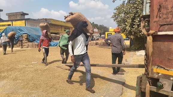 मंडी में धान की तौलाई करते मजदूर। संवाद