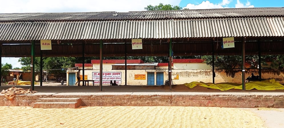 तिलहर मंडी समिति में रखा धान। संवाद तिलहर मंडी समिति में रखा धान। संवाद