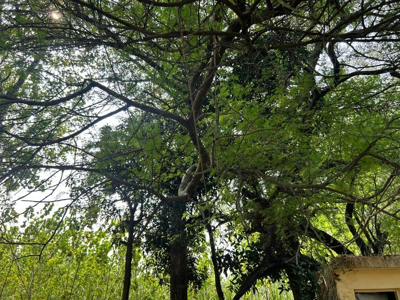 जोगीवाड़ा के राजकीय स्कूल में छत से होकर गुजरती बिजली की तारें। संवाद