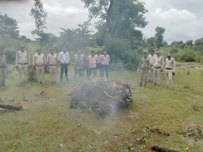 बांधवगढ़ टाइगर रिजर्व के पनपथा बफर जोन में मिला बाघ का शव, शिकार की आशंका से इंकार
