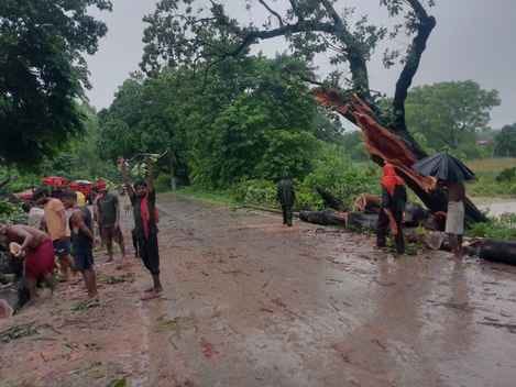 रतसर-टड़वा मार्ग पर गिरा शीशम का पेड़ तथा उसे काटते लोग।संवाद रतसर-टड़वा मार्ग पर गिरा शीशम का पेड़ तथा उसे काटते लोग।संवाद