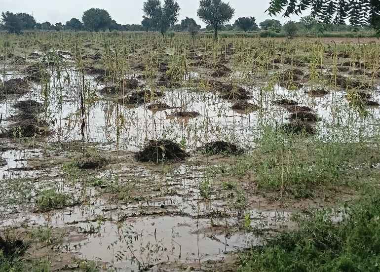 भीगी हुई फसल दिखता किसान