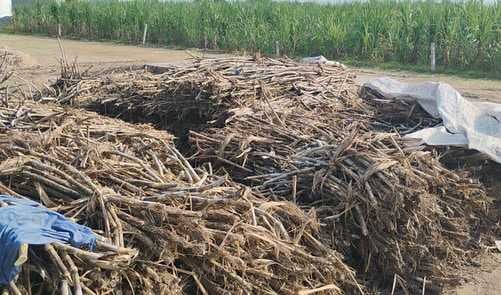 क्रेशर में गन्ने की पेराई करते हुए
