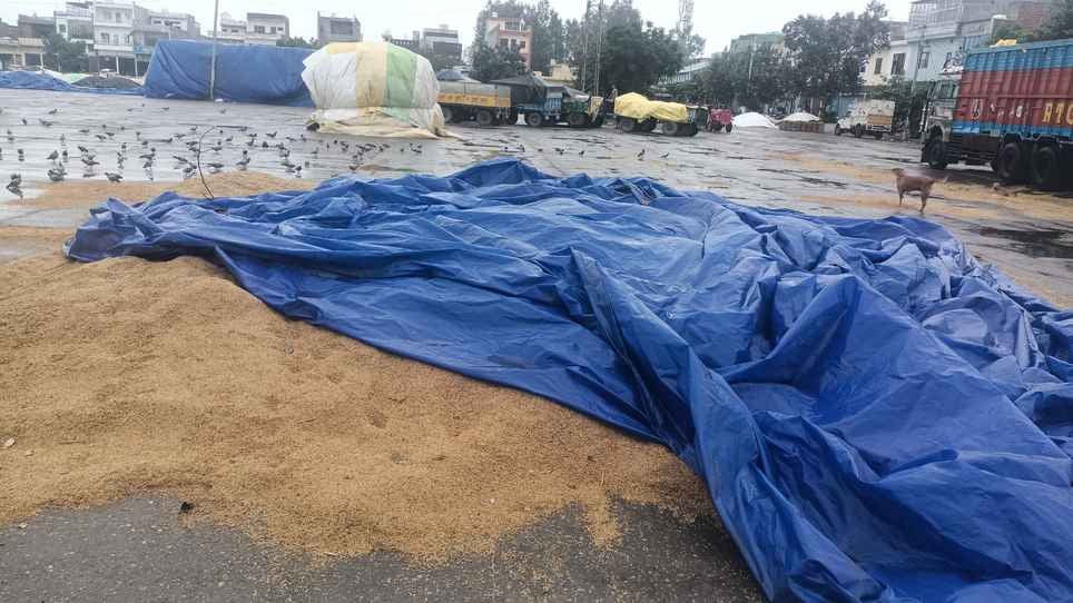 समालखा अनाज मंडी में बारिश में भीगती धान की ढेरी। संवाद