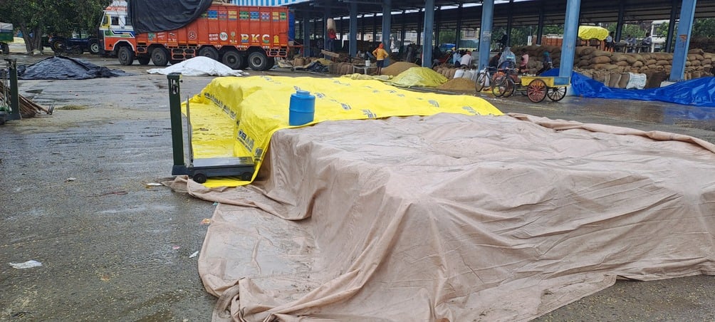 समालखा अनाज मंडी में बारिश में भीगती धान की ढेरी। संवाद