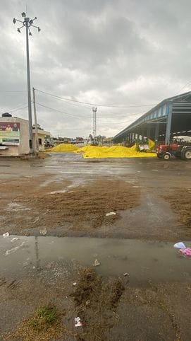 अंबाला। शहर के नई अनाज मंडी में धान को तिरपाल से ढका गया। संवाद अंबाला। शहर के नई अनाज मंडी में धान को तिरपाल से ढका गया। संवाद