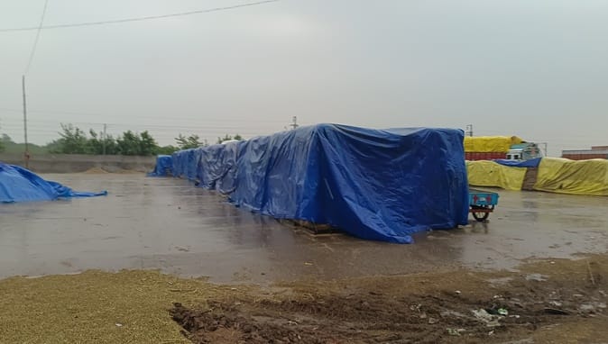 अंबाला। शहर के नई अनाज मंडी में धान को तिरपाल से ढका गया। संवाद अंबाला। शहर के नई अनाज मंडी में धान को तिरपाल से ढका गया। संवाद