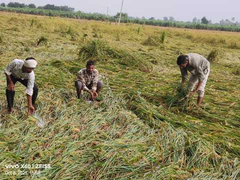 गुहला-चीका की मंडी में भीगता किसानों का धान। गुहला-चीका की मंडी में भीगता किसानों का धान।