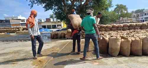 जगाधरी अनाज मंडी में ट्रॉली से धान को उतारते मजदूर। संवाद जगाधरी अनाज मंडी में ट्रॉली से धान को उतारते मजदूर। संवाद