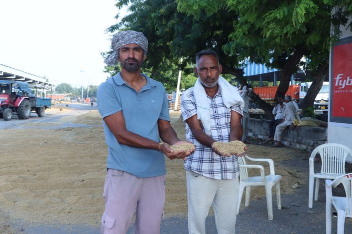 25 नई अनाज मंडी में बारिश की मार से काला पड़ा धान मंडी में सूखता हुआ। संवाद 25 नई अनाज मंडी में बारिश की मार से काला पड़ा धान मंडी में सूखता हुआ। संवाद
