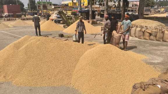 जगाधरी अनाज मंडी में रखी धान से भरी बोरियां। संवाद