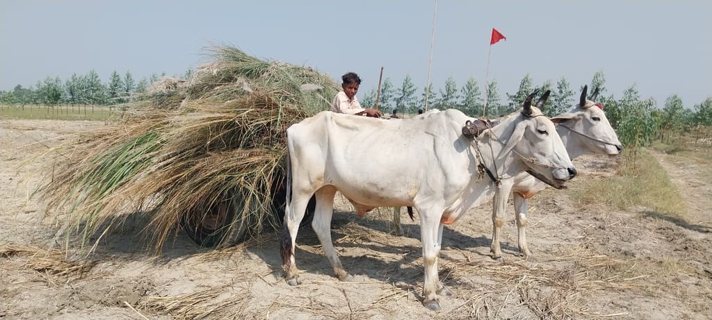 ककोड़ा मेले में चल रहा सड़क बनाने का काम। संवाद ककोड़ा मेले में चल रहा सड़क बनाने का काम। संवाद