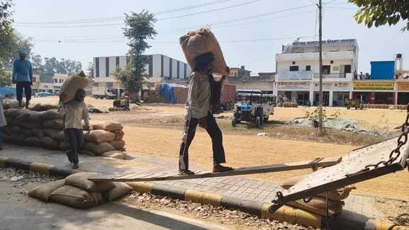 जगाधरी अनाज मंडी में रखीं धान से भरी बोरियां। संवाद