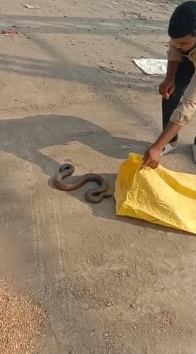 ऐसे पकड़ा सांप