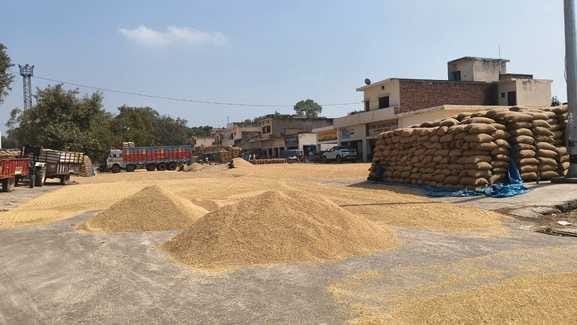 उठान धीमा होने पर धान से अटी जगाधरी अनाज मंडी। संवाद