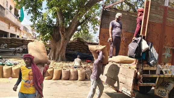 जगाधरी अनाज मंडी में धान की तौलाई करते मजदूर। संवाद जगाधरी अनाज मंडी में धान की तौलाई करते मजदूर। संवाद