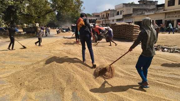 जगाधरी अनाज मंडी में धान की सफाई करते मजदूर। संवाद