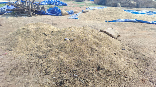 21केएलटी6,7: कलायत में खाद्य एवं आपूर्ति विभाग के भंडारण स्थल पर अनाज रखरखाव की लचर व्यवस्था