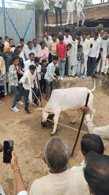 फोटो 22 एचएएमपी 10- रमेड़ी अखाड़ा में गाय व सुअर की लड़ाई देखते लोग। संवाद फोटो 22 एचएएमपी 10- रमेड़ी अखाड़ा में गाय व सुअर की लड़ाई देखते लोग। संवाद