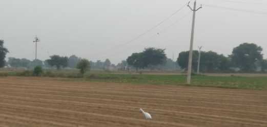 फोटो-12 कमालगंज के नसरतपुर में खेत से ऊपर से गुजरी बिजली लाइन। संवाद फोटो-12 कमालगंज के नसरतपुर में खेत से ऊपर से गुजरी बिजली लाइन। संवाद