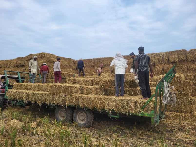 मशीन की मदद से पराली को काटते हुए। संवाद