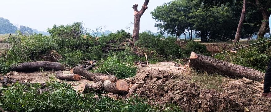 फोटो-34-जहांगीर नगर गहुरे के पास कटे पड़े नीम के पेड़। संवाद फोटो-34-जहांगीर नगर गहुरे के पास कटे पड़े नीम के पेड़। संवाद