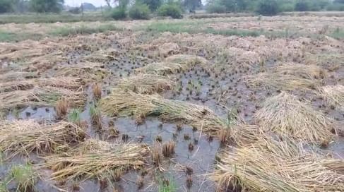 ग्वालियर चंबल अंचल में 24 घंटे से हो रही बारिश से फसल बर्बाद