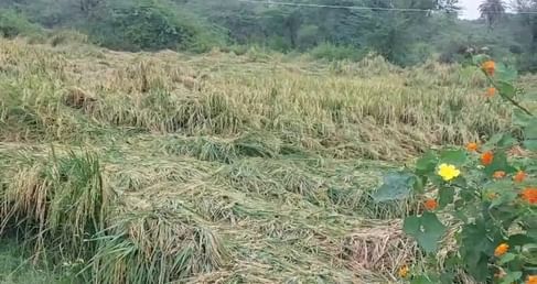 ग्वालियर चंबल अंचल में 24 घंटे से हो रही बारिश से फसल बर्बाद