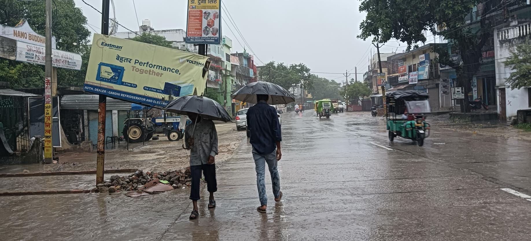 बारिश से गिरी धान की फसल। बारिश से गिरी धान की फसल।