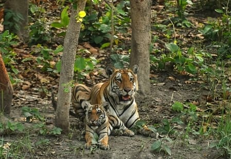 किशनपुर अभयारण्य के झादीताल में बैठा बारासिंगा हिरनों का झुंड। स्रोत : वन विभाग