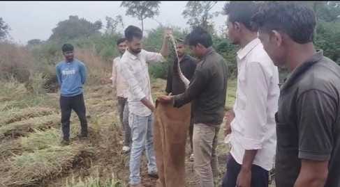 अजगर का किया जा रहा रेस्क्यू अजगर का किया जा रहा रेस्क्यू