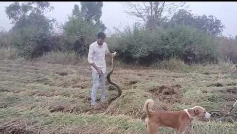 अजगर का किया जा रहा रेस्क्यू अजगर का किया जा रहा रेस्क्यू