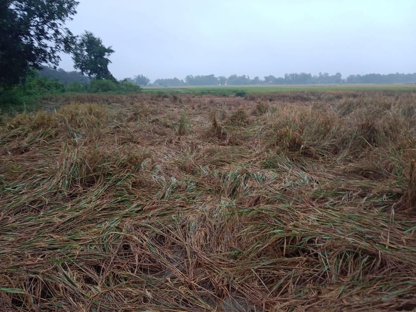बेमौसम बारिश से गिरी धान की फसल- संवाद बेमौसम बारिश से गिरी धान की फसल- संवाद