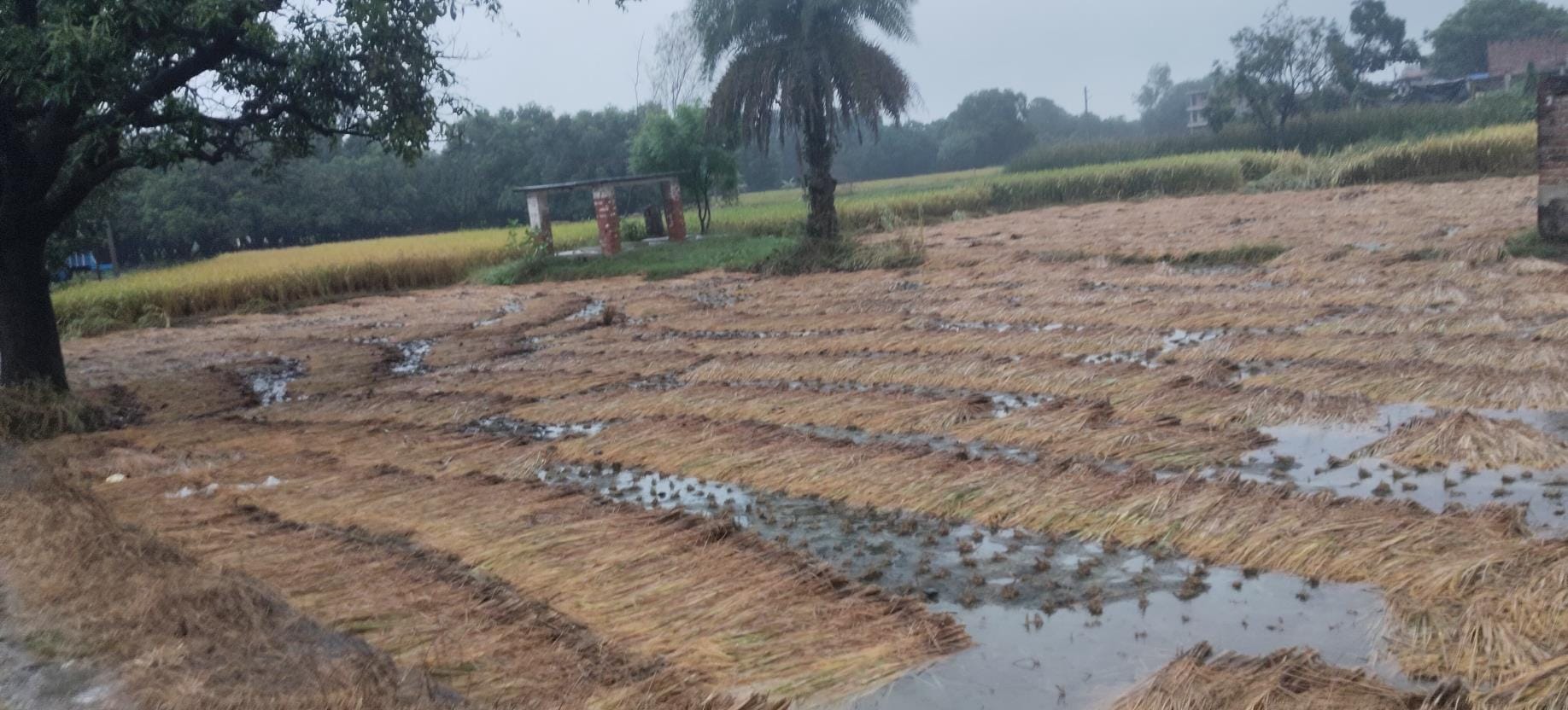 बारिश से खेत में भीगी कटी फसलें और जमा पानी। बारिश से खेत में भीगी कटी फसलें और जमा पानी।